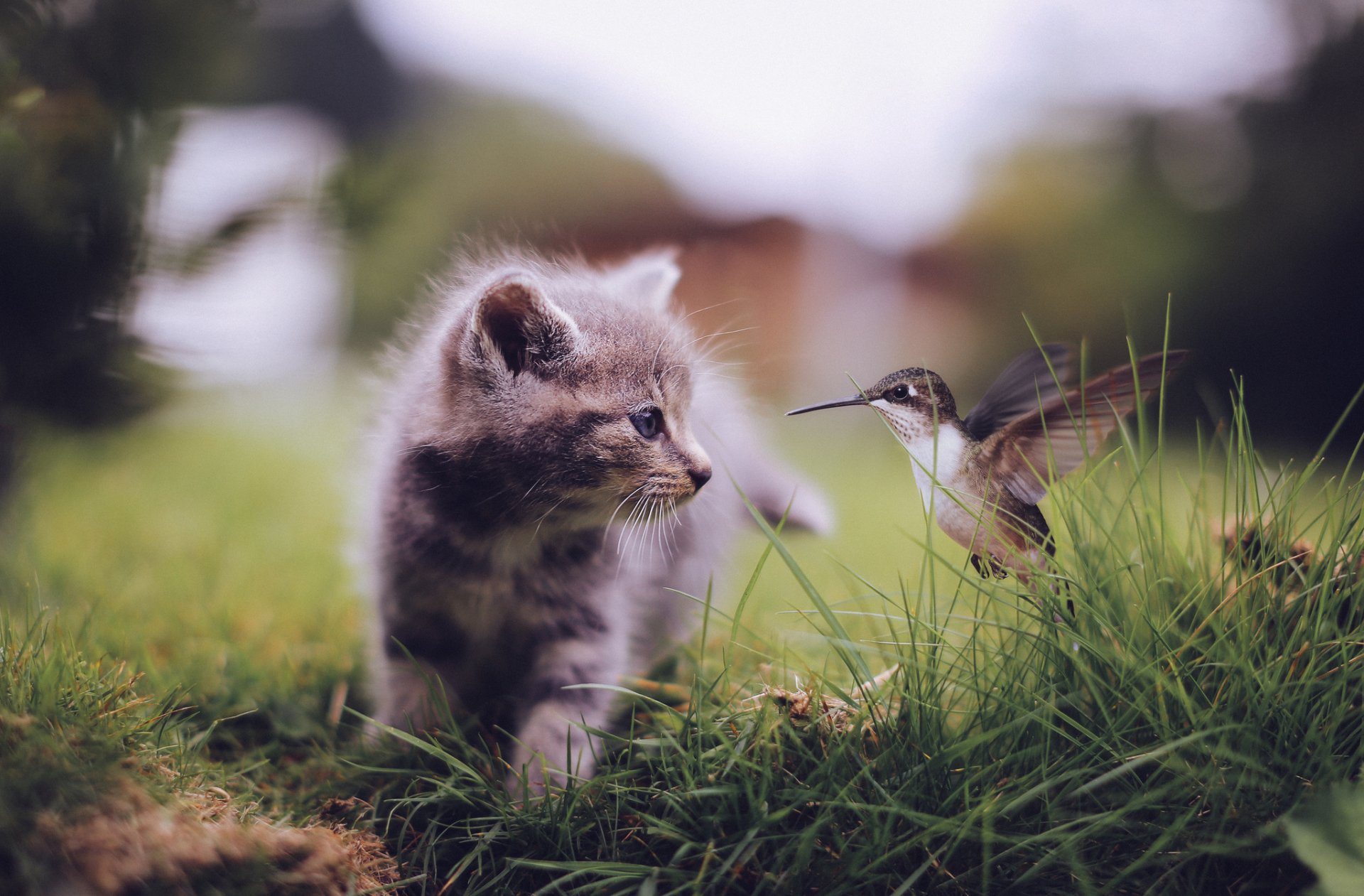 Cute Encounters: Hummingbird \u0026 Kitten HD Wallpaper by David Olkarny, image size:1920x1261