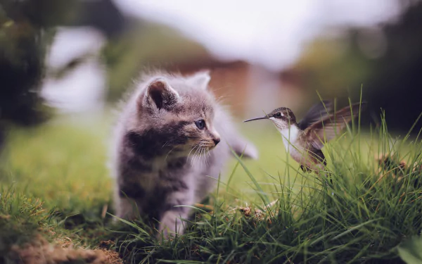 A cute kitten curiously watches a hummingbird in a lush green setting, creating a charming and vibrant HD desktop wallpaper.