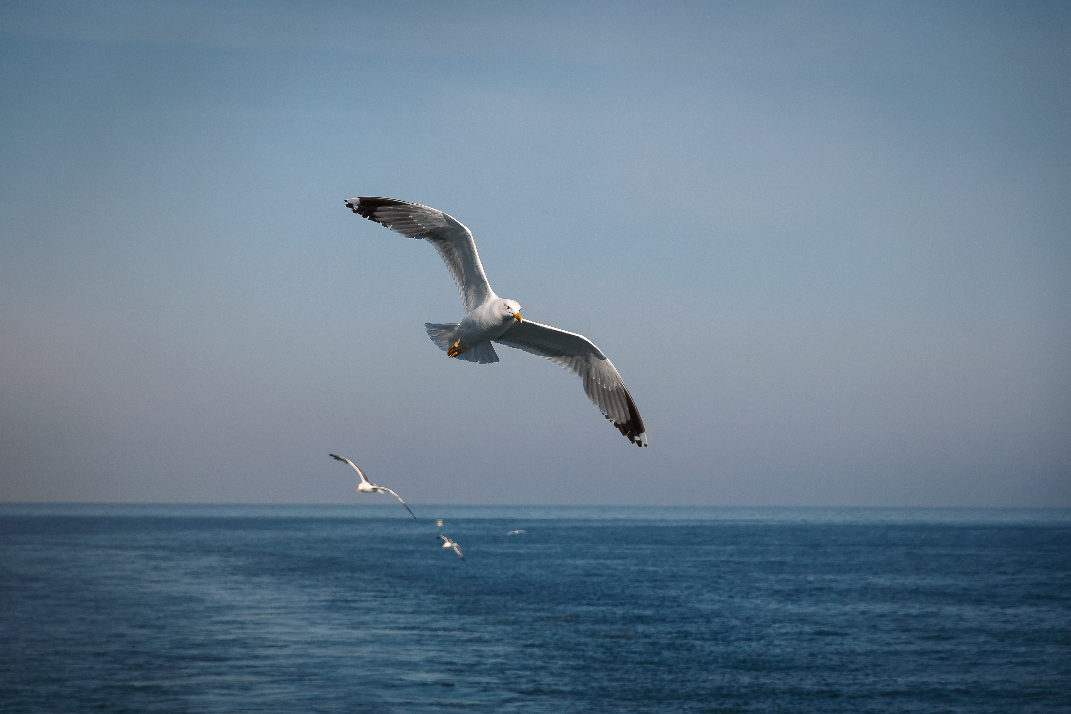 Animal Seagull HD Wallpaper | Background Image