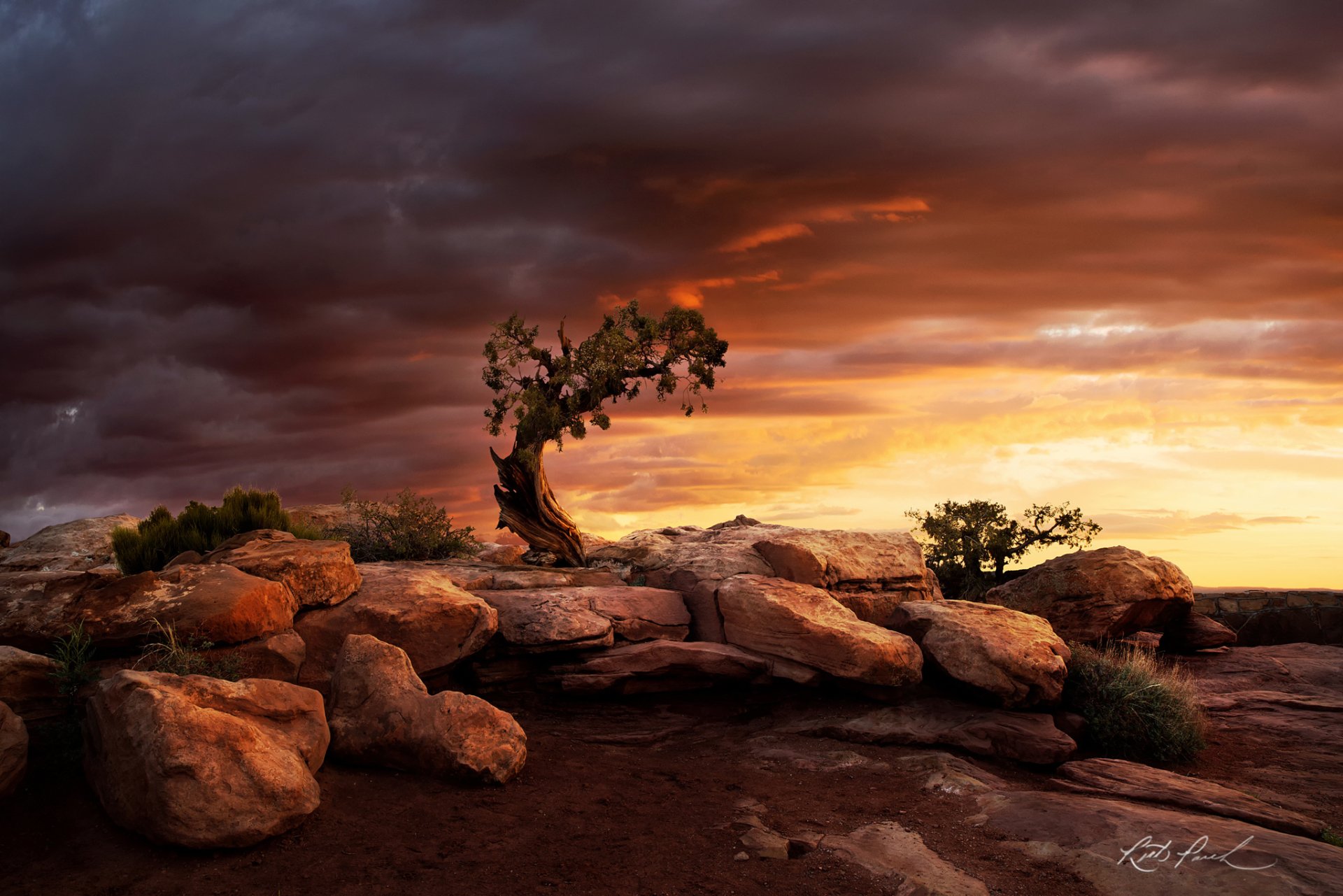 A solitary juniper tree stands against a vibrant sunrise at Dead Horse Point State Park, surrounded by rugged boulders, capturing the essence of Utah's stunning natural beauty.