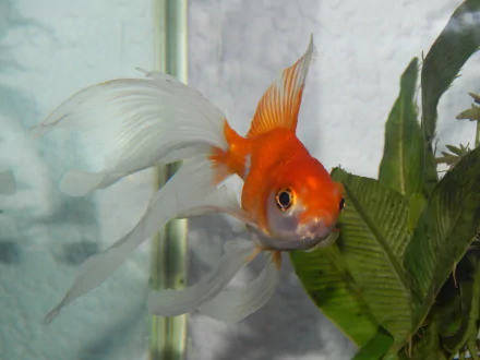 A vivid goldfish with flowing fins swims gracefully among green plants, showcasing its vibrant orange color in this HD desktop wallpaper. A captivating aquatic scene for any background.