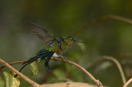  Long-tailed Sylph