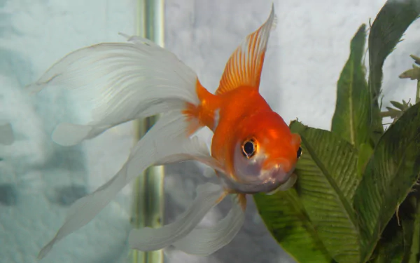 A vivid goldfish with flowing fins swims gracefully among green plants, showcasing its vibrant orange color in this HD desktop wallpaper. A captivating aquatic scene for any background.