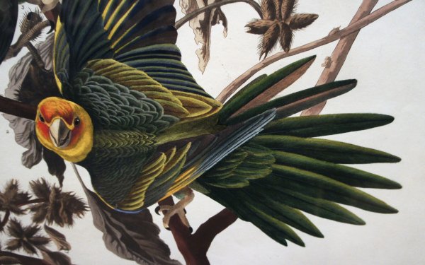 Animal Parrot Birds Parrots Carolina Parakeet Bird Parakeet HD Wallpaper | Background Image
