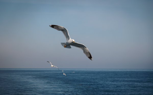 Animal Seagull Birds Seabirds Bird Flight Sea Seascape HD Wallpaper | Background Image