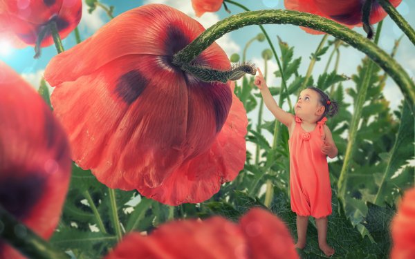 Photography Manipulation Poppy Child Cute Red Flower HD Wallpaper | Background Image