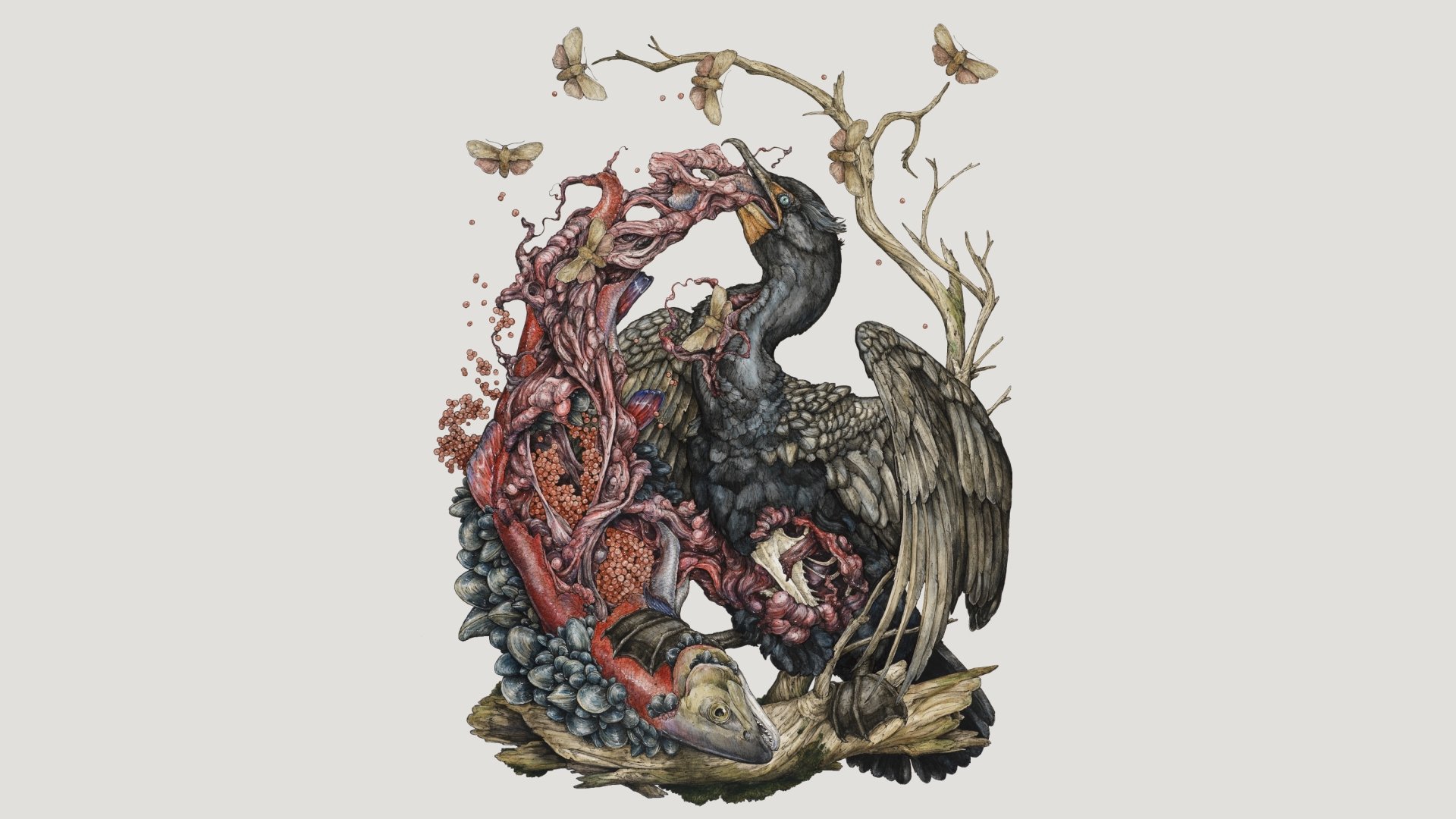 Download Animal Cormorant HD Wallpaper