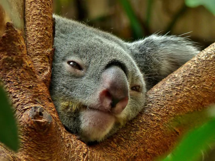 Animal koala HD Desktop Wallpaper | Background Image