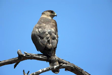 Animal Cooper's Hawk HD Desktop Wallpaper | Background Image
