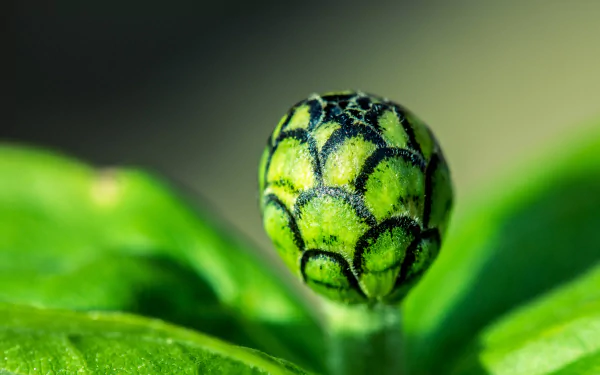 zinnia nature daisy HD Desktop Wallpaper | Background Image