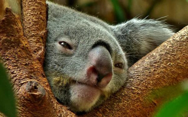 Animal koala HD Desktop Wallpaper | Background Image