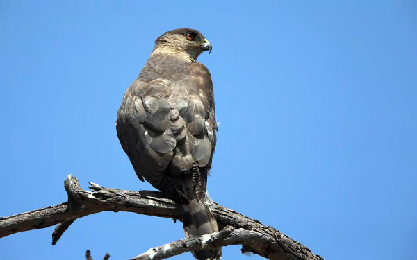 Animal Cooper's Hawk HD Desktop Wallpaper | Background Image