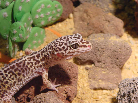 HD desktop wallpaper featuring a close-up of a leopard gecko resting on rocky terrain near a cactus in its natural habitat.