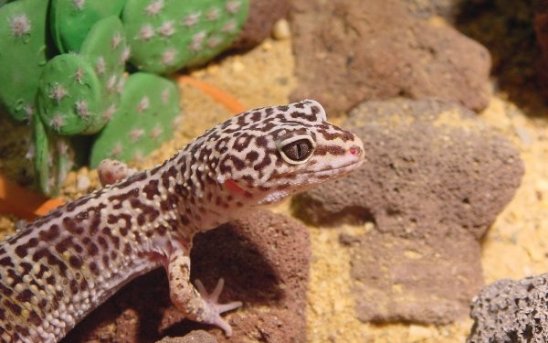 Animal Leopard Gecko HD Wallpaper | Background Image