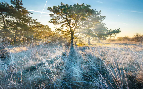 grass tree nature sunbeam HD Desktop Wallpaper | Background Image