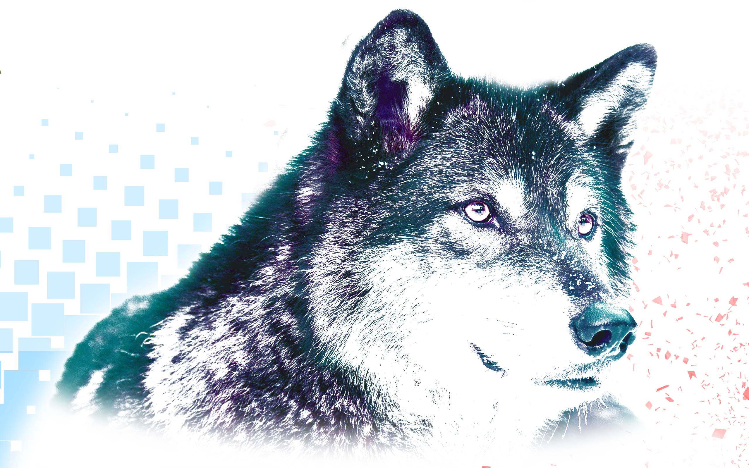 Wolf HD Wallpaper