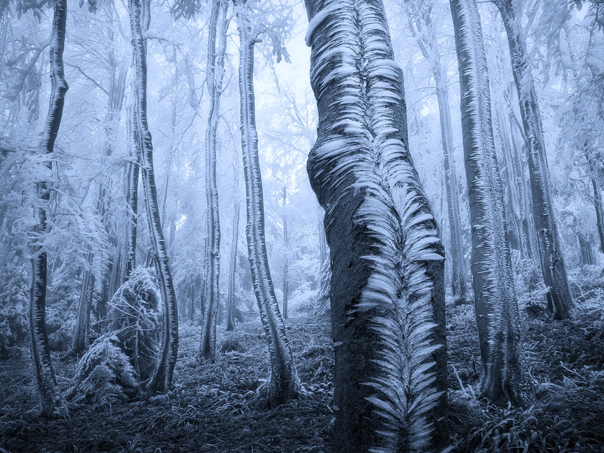 Download Winter Cold Nature Forest Ice Tree 4k Ultra HD Wallpaper