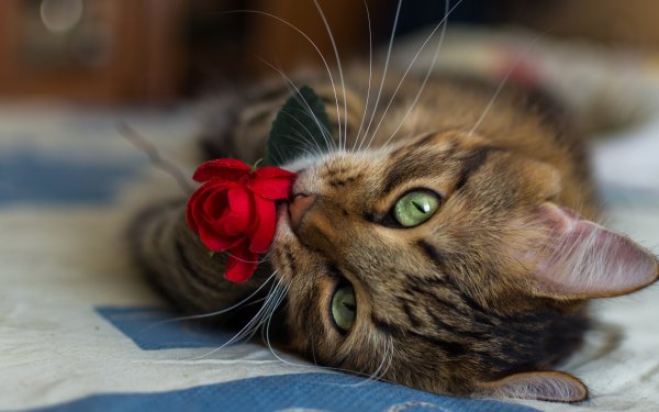 Animal Cat Rose Flower Whiskers HD Wallpaper | Background Image
