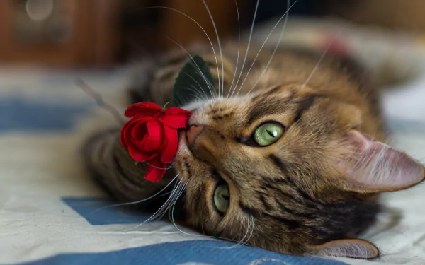 A close-up HD desktop wallpaper of a cat with striking green eyes and whiskers, playfully holding a red rose in its mouth while lying on a quilt.