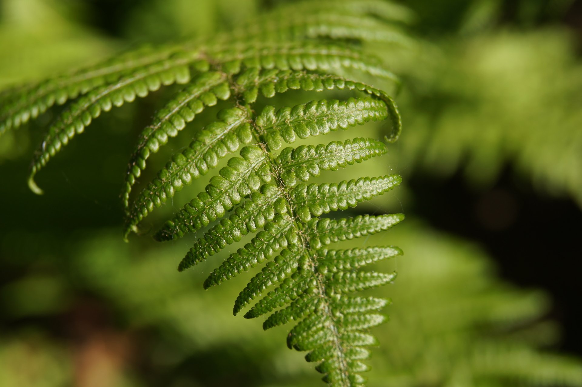 Download Green Nature Fern 4k Ultra HD Wallpaper by morgana10