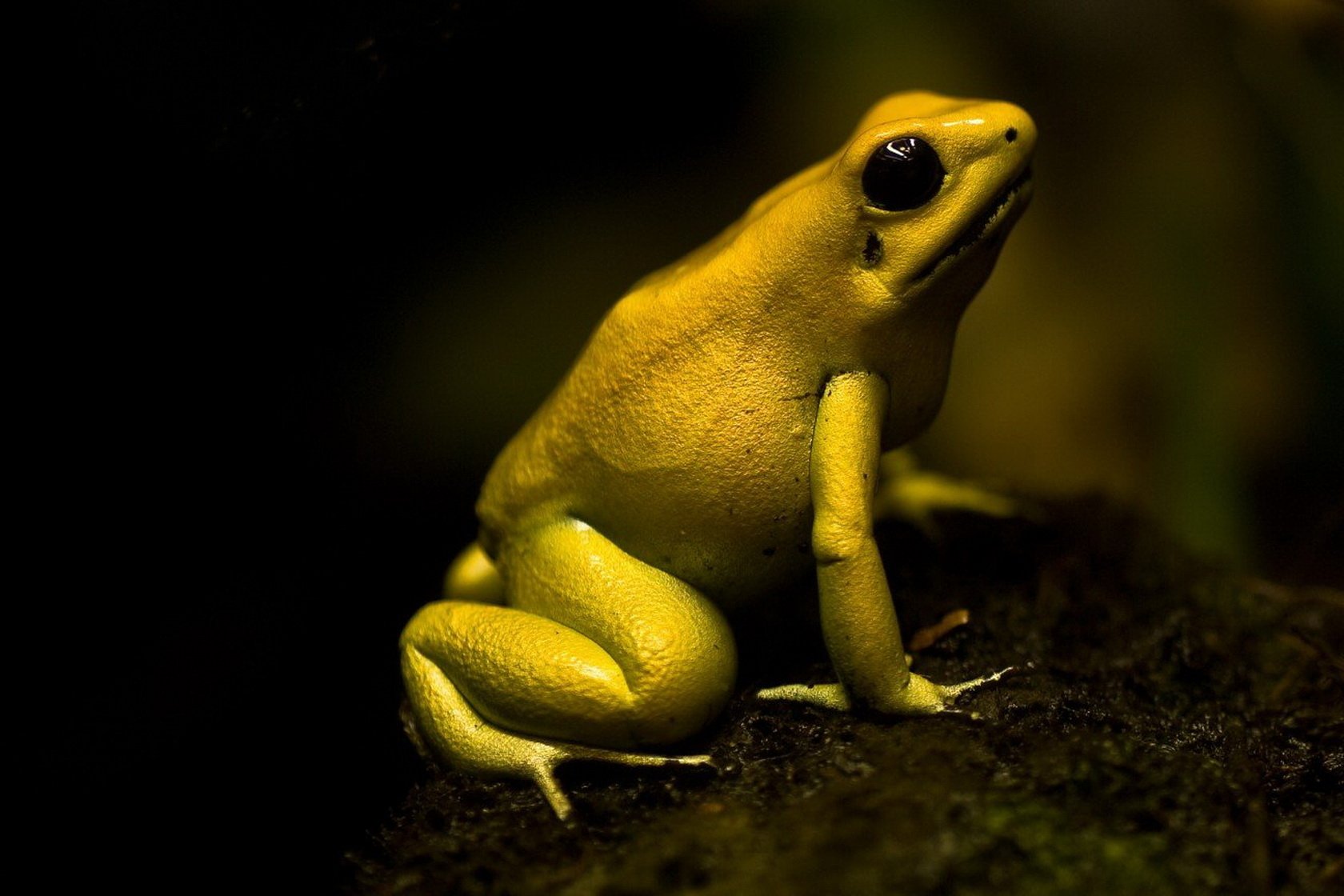 Download Animal Poison Dart Frog Wallpaper