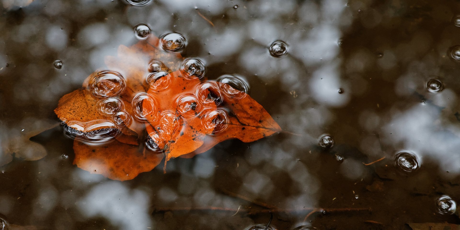 HD desktop wallpaper featuring water bubbles resting on an orange leaf in a natural setting, highlighting intricate details and serene nature elements.
