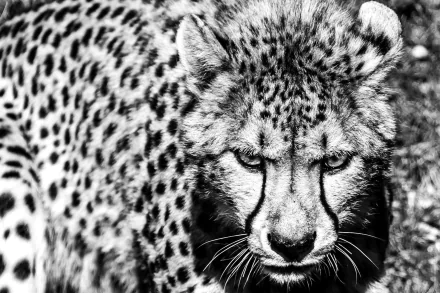 Black and white HD desktop wallpaper featuring a close-up of a focused cheetah with detailed fur and intense eyes.
