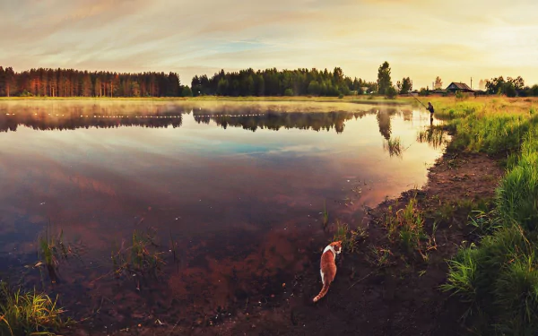 4K Ultra HD PC wallpaper: tranquil countryside lake at sunset with mirrored sky, a cat at the water's edge and a distant angler — earth landscape nature photography.