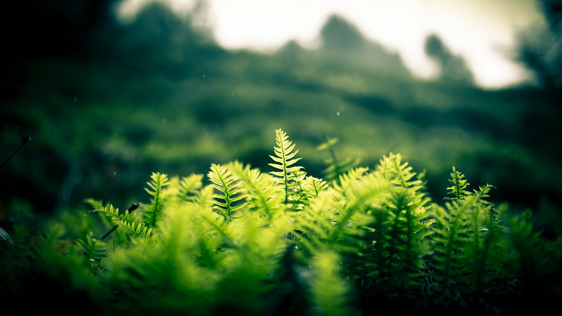 Download Nature Fern HD Wallpaper