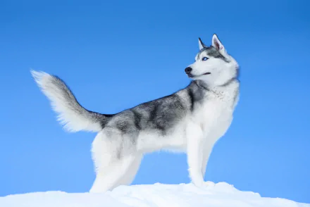 Animal husky HD Desktop Wallpaper | Background Image