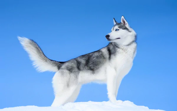 Animal husky HD Desktop Wallpaper | Background Image