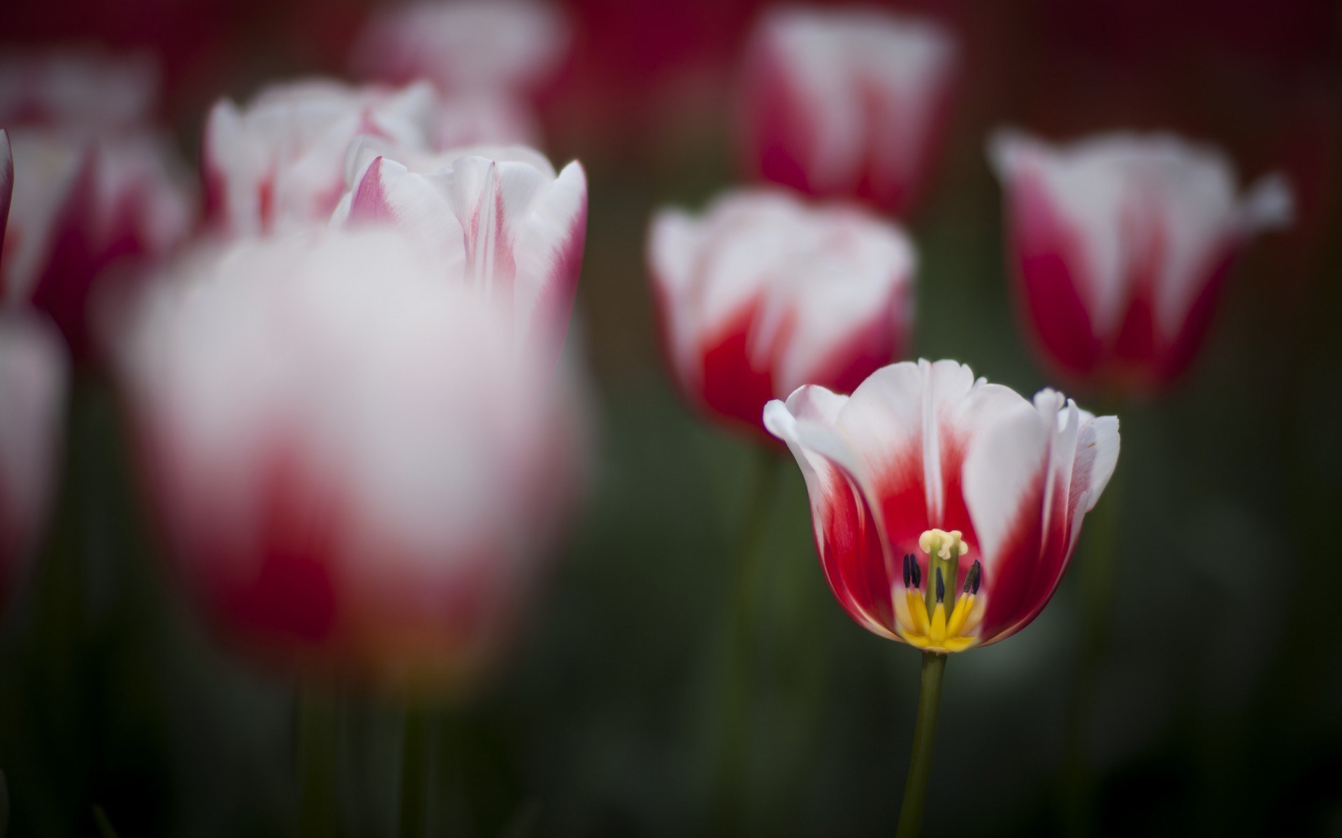 Download Red Flower Flower Nature Tulip HD Wallpaper