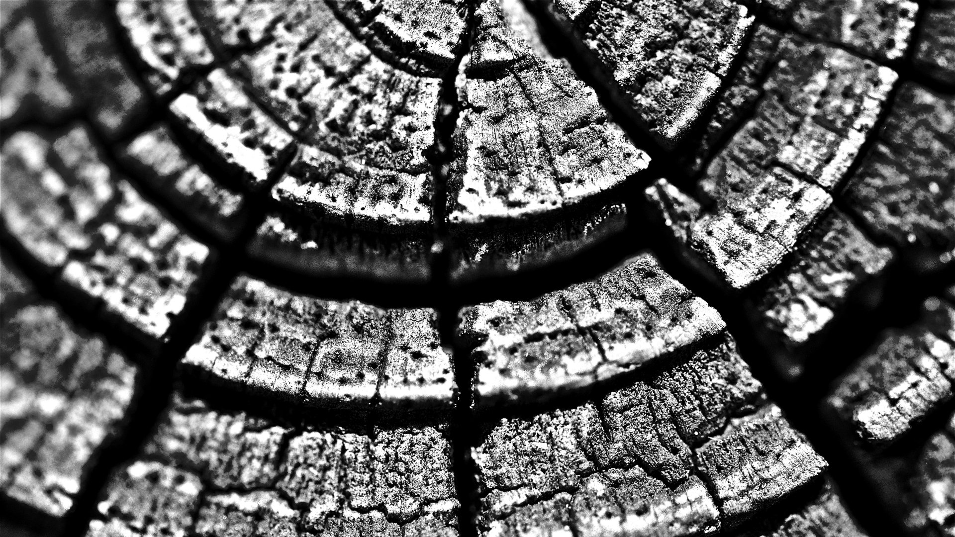 Download Photography Close-up 8k Ultra HD Wallpaper