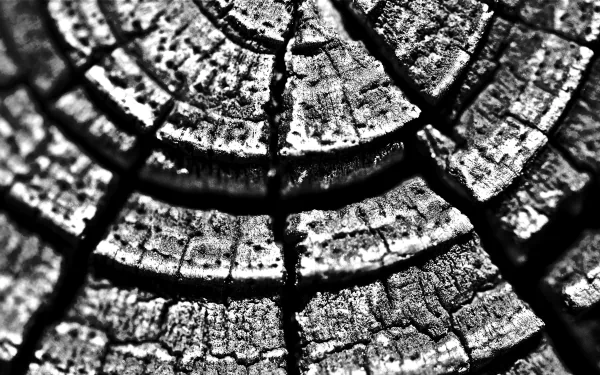 photography close-up HD Desktop Wallpaper | Background Image