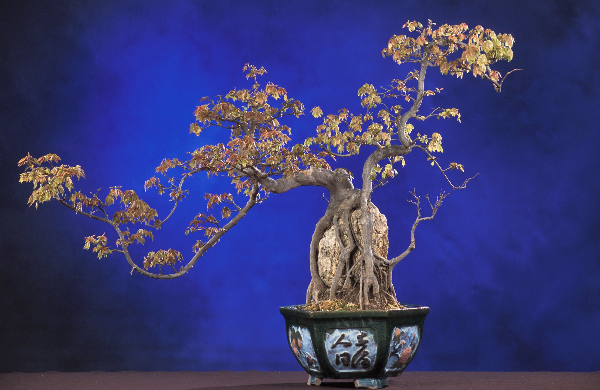 HD desktop wallpaper featuring a beautifully intricate bonsai tree against a striking blue background, capturing the essence of nature's elegance and artistry.