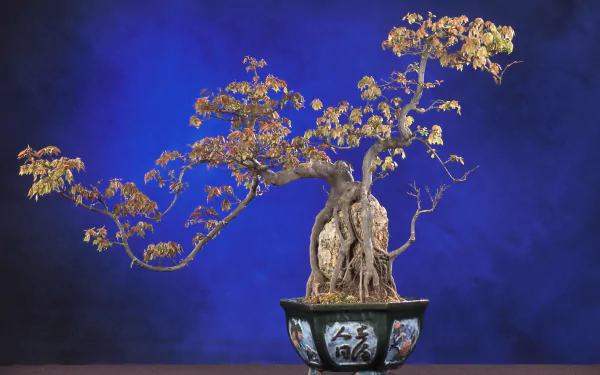 HD desktop wallpaper featuring a beautifully intricate bonsai tree against a striking blue background, capturing the essence of nature's elegance and artistry.