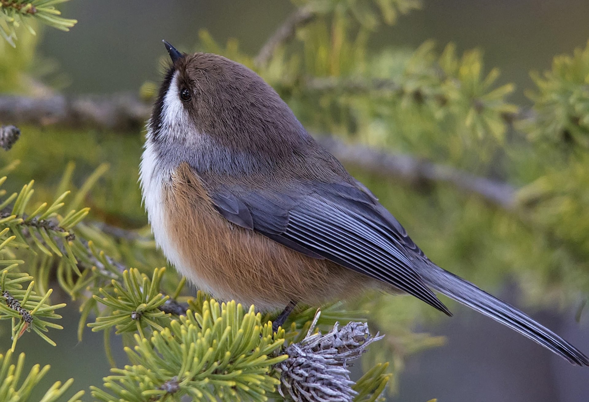 Download Animal Chickadee HD Wallpaper