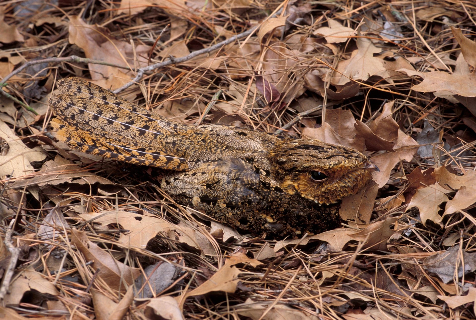 Download Animal Bird HD Wallpaper