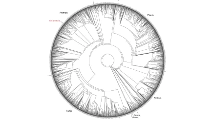  Tree Of Life