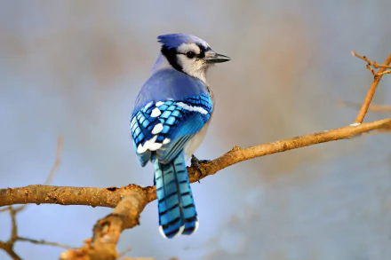 Animal blue jay HD Desktop Wallpaper | Background Image