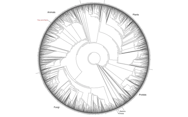  Tree Of Life