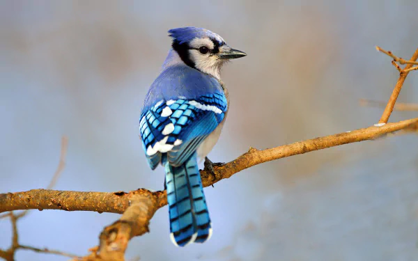 Animal blue jay HD Desktop Wallpaper | Background Image