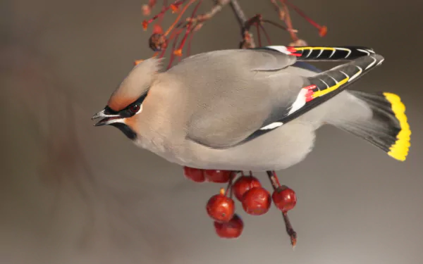  Bohemian Waxwing