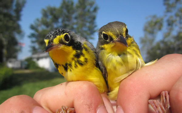 Canada Warbler Animal warbler HD Desktop Wallpaper | Background Image