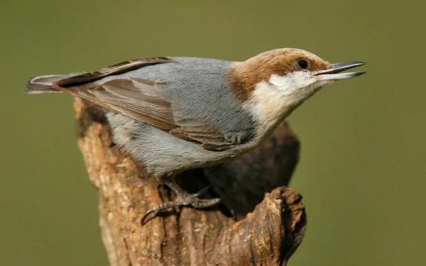  Brown-headed Nuthatch