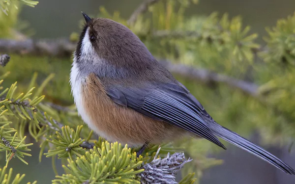  Boreal Chickadee
