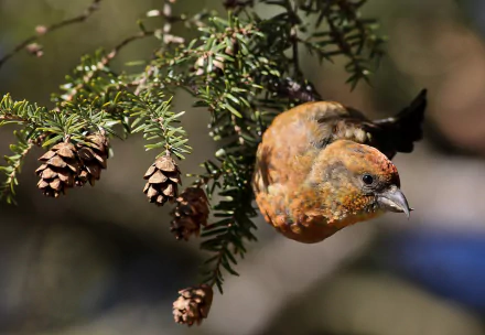  Red Crossbill (loxia curvirostra)