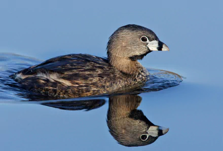  Pied-billed Grebe (podilymbus podiceps)