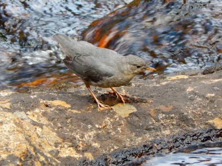 Animal Dipper HD Desktop Wallpaper | Background Image