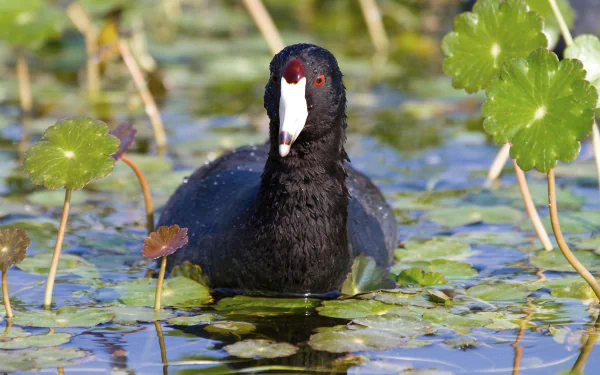Animal American coot HD Desktop Wallpaper | Background Image